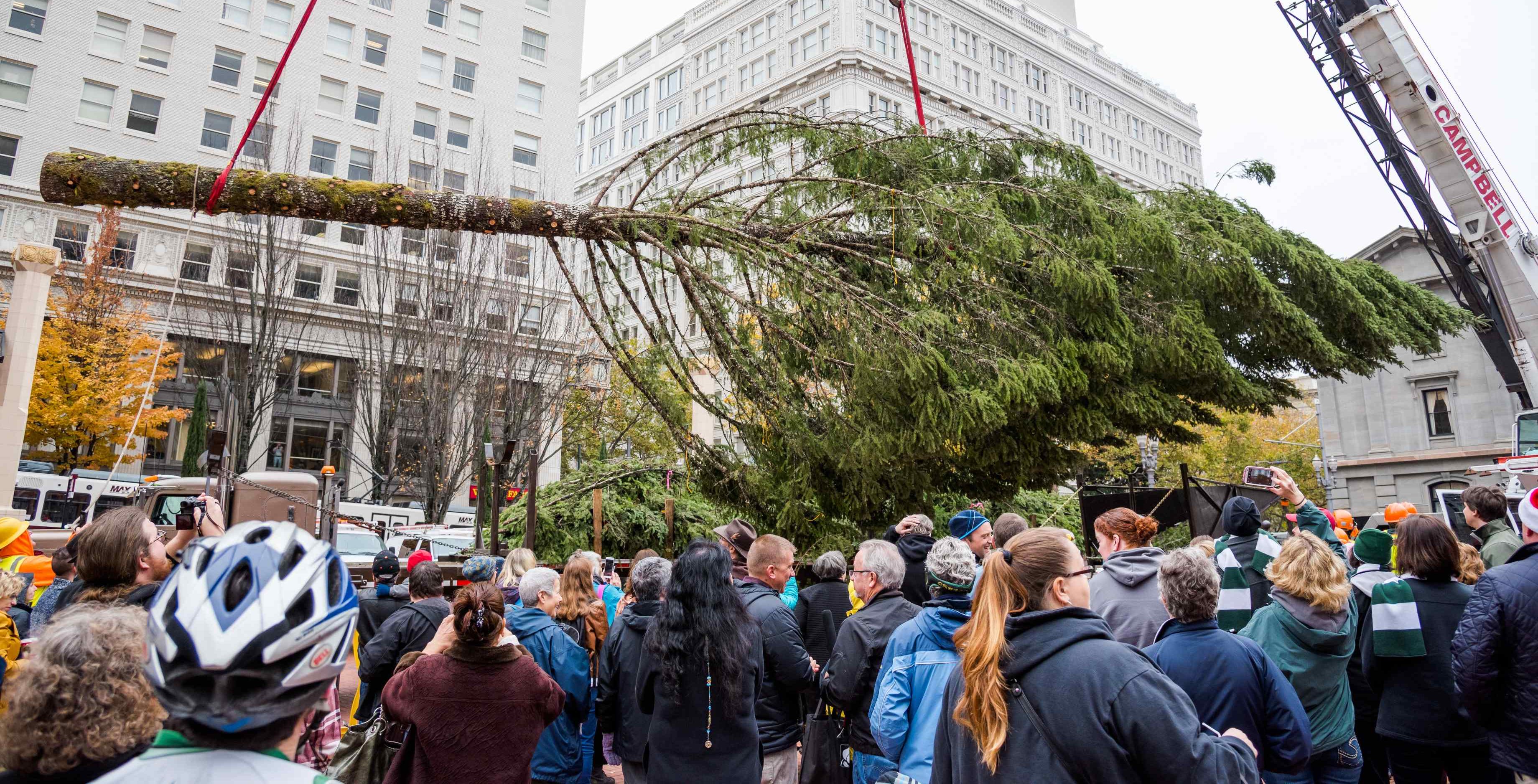 The City of Portland’s Tree is Arriving At Noon on Friday, November 15th!
