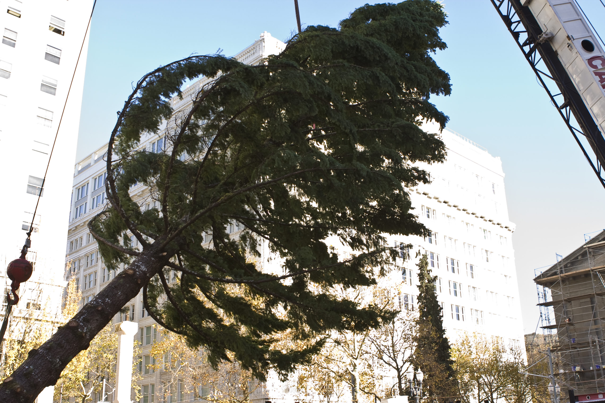 Stimson Lumber Tree Arrives!